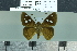  ( - BC-MNHN-LEP02801)  @11 [ ] cc-by (2023) Rodolphe Rougerie mnhn