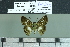  ( - BC-MNHN-LEP02852)  @11 [ ] cc-by (2023) Rodolphe Rougerie mnhn