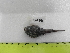  (Cottunculus granulosus - UNMDP T 3154)  @11 [ ] Unspecified (default): All Rights Reserved  Unspecified Unspecified