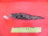  (Cataetyx messieri - UNMDP T 3161)  @11 [ ] Unspecified (default): All Rights Reserved  Unspecified Unspecified