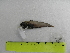  (Paraliparis eltanini - UNMDP T 3171)  @11 [ ] Unspecified (default): All Rights Reserved  Unspecified Unspecified