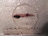  (Praematoliparis - UNMDP T 3206)  @11 [ ] Unspecified (default): All Rights Reserved  Unspecified Unspecified
