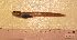 (Lycenchelys cf. nigripalatum - UNMDP T 3256)  @13 [ ] Unspecified (default): All Rights Reserved  Unspecified Unspecified
