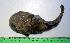  (Triathalassothia - INIDEP-T 0550)  @14 [ ] Unspecified (default): All Rights Reserved  Unspecified Unspecified