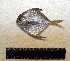  (Peprilus xanthurus - INIDEP-T 0748)  @14 [ ] Unspecified (default): All Rights Reserved  Unspecified Unspecified