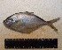  ( - INIDEP-T 0764)  @13 [ ] Unspecified (default): All Rights Reserved  Unspecified Unspecified