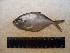  ( - INIDEP-T 0765)  @13 [ ] Unspecified (default): All Rights Reserved  Unspecified Unspecified
