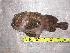  (Psychrolutes marmoratus - INIDEP-T 0139)  @14 [ ] Unspecified (default): All Rights Reserved  Unspecified Unspecified