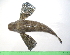  (Prionotinae - INIDEP-T 0635)  @14 [ ] Unspecified (default): All Rights Reserved  Unspecified Unspecified