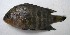  (Australoheros facetus - UNMDP-T 0360)  @14 [ ] Unspecified (default): All Rights Reserved  Unspecified Unspecified