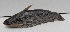  (Trachelyopterus - UNMDP-T 0534)  @14 [ ] No Rights Reserved  Unspecified Unspecified