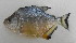  ( - UNMDP-T 0541)  @11 [ ] No Rights Reserved  Unspecified Unspecified
