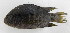 (Cichlasoma - UNMDP-T 0548)  @13 [ ] No Rights Reserved  Unspecified Unspecified