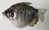  ( - UNMDP T 559)  @12 [ ] Unspecified (default): All Rights Reserved  Unspecified Unspecified
