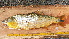  ( - UNMDP T 569)  @13 [ ] Unspecified (default): All Rights Reserved  Unspecified Unspecified