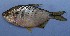  ( - UNMDP T 632)  @13 [ ] Unspecified (default): All Rights Reserved  Unspecified Unspecified
