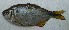  (Astyanax abramis - UNMDP-T 0672)  @13 [ ] Unspecified (default): All Rights Reserved  Unspecified Unspecified