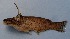  (Trachelyopterus teaguei - UNMDP-T 0677)  @13 [ ] Unspecified (default): All Rights Reserved  Unspecified Unspecified