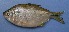  (Characidae - UNMDP-T 0679)  @15 [ ] Unspecified (default): All Rights Reserved  Unspecified Unspecified