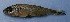  (Oligosarcus sp - UNMDP-T 0696)  @13 [ ] Unspecified (default): All Rights Reserved  Unspecified Unspecified