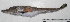  (Parachaenichthys - UNMDP-T 0726)  @13 [ ] Unspecified (default): All Rights Reserved  Unspecified Unspecified