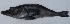  (Pseudochaenichthys georgianus - UNMDP T 948)  @11 [ ] Unspecified (default): All Rights Reserved  Unspecified Unspecified