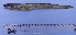  (Ophthalmolycus sp - UNMDP T 992)  @13 [ ] Unspecified (default): All Rights Reserved  Unspecified Unspecified