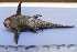  ( - UNMDP T 1017)  @12 [ ] Unspecified (default): All Rights Reserved  Unspecified Unspecified