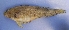  ( - UNMDP-T 1191)  @12 [ ] Unspecified (default): All Rights Reserved  Unspecified Unspecified