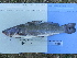  ( - UNMDP-T 1420)  @12 [ ] Unspecified (default): All Rights Reserved  Unspecified Unspecified