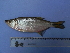  (Oligosarcus oligolepis - UNMDP-T 1481)  @15 [ ] Unspecified (default): All Rights Reserved  Unspecified Unspecified