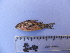  (Corydoras cf. paleatus - UNMDP-T 1487)  @14 [ ] Unspecified (default): All Rights Reserved  Unspecified Unspecified