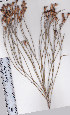  ( - AMM3178)  @11 [ ] No Rights Reserved  Unspecified Unspecified