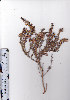  ( - AMM3183)  @11 [ ] No Rights Reserved  Unspecified Unspecified