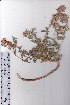  ( - AMM3263)  @11 [ ] No Rights Reserved  Unspecified Unspecified