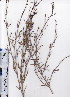  ( - AMM3303)  @11 [ ] No Rights Reserved  Unspecified Unspecified
