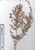  ( - AMM3310)  @11 [ ] No Rights Reserved  Unspecified Unspecified