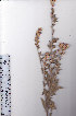  ( - AMM3339)  @11 [ ] No Rights Reserved  Unspecified Unspecified