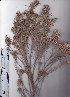  ( - AMM3373)  @11 [ ] No Rights Reserved  Unspecified Unspecified