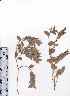  ( - AMM3399)  @11 [ ] No Rights Reserved  Unspecified Unspecified