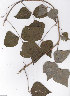  (Dipogon - AMM3401)  @11 [ ] No Rights Reserved  Unspecified Unspecified