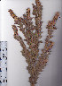  (Otholobium spicatum - AMM3445)  @11 [ ] No Rights Reserved  Unspecified Unspecified