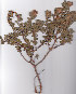  ( - AMM3480)  @11 [ ] No Rights Reserved  Unspecified Unspecified