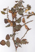  (Bolusafra - AMM3483)  @11 [ ] No Rights Reserved  Unspecified Unspecified