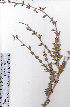  ( - AMM3499)  @11 [ ] No Rights Reserved  Unspecified Unspecified