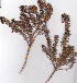  ( - AMM3550)  @11 [ ] No Rights Reserved  Unspecified Unspecified