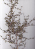  ( - AMM3575)  @11 [ ] No Rights Reserved  Unspecified Unspecified