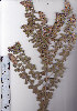  (Otholobium stachyerum - AMM3604)  @11 [ ] No Rights Reserved  Unspecified Unspecified