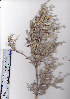  (Polhillia - AMM3631)  @11 [ ] No Rights Reserved  Unspecified Unspecified