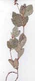  ( - AMM3637)  @11 [ ] No Rights Reserved  Unspecified Unspecified